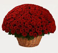 Премиум букет из: Розы в Коряжме